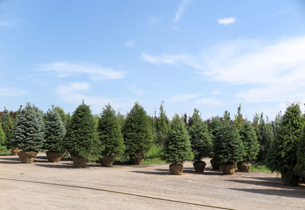 Privacy trees kept individually ready for sale at Long Island
