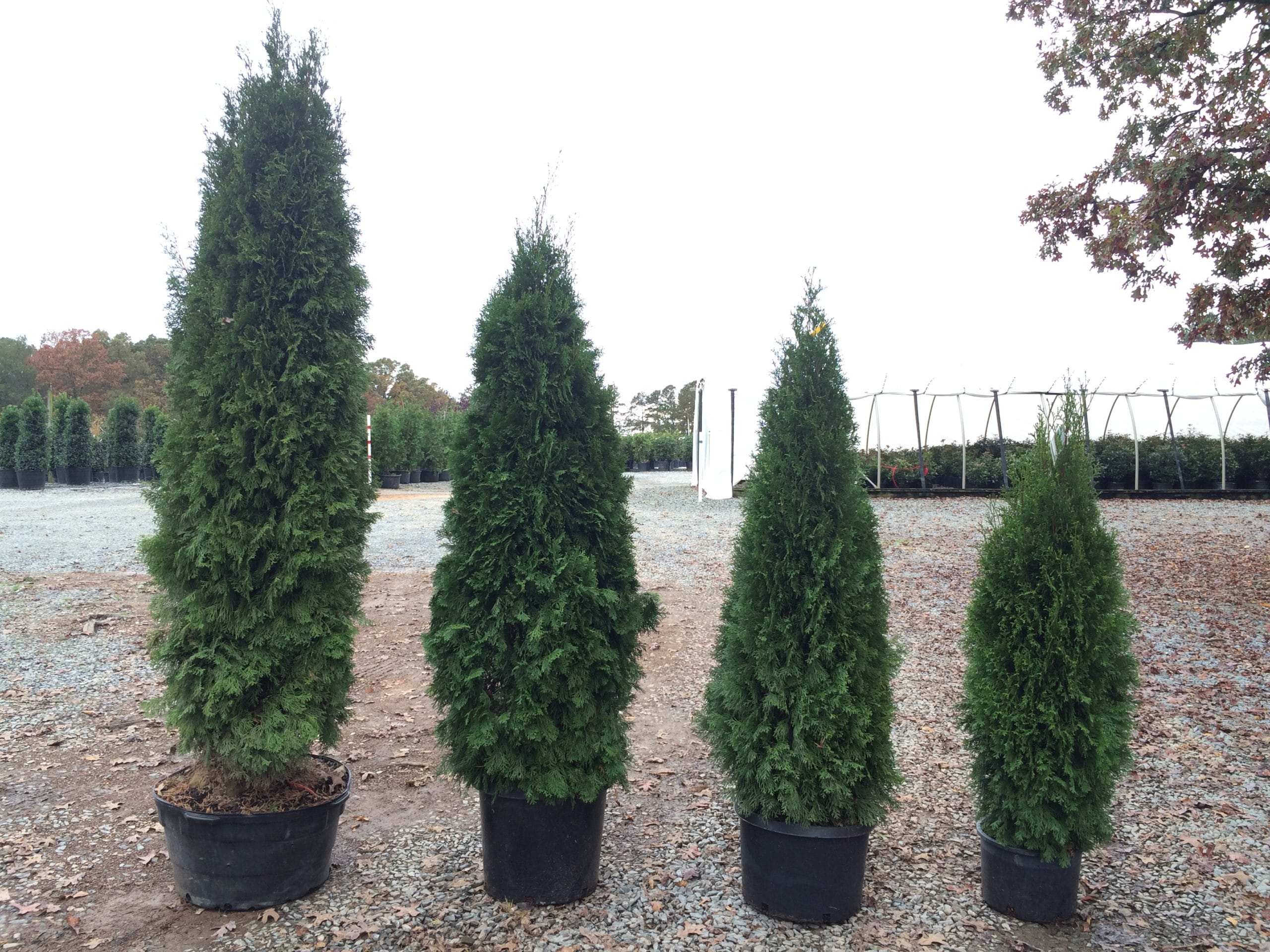 Privacy Trees Plants East End Trees