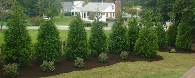 Privacy Trees & Plants - East End Trees