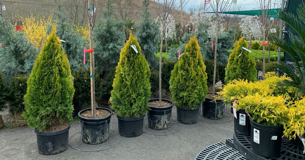 Privacy trees for sale in Long Island nursery – perfect for natural screening