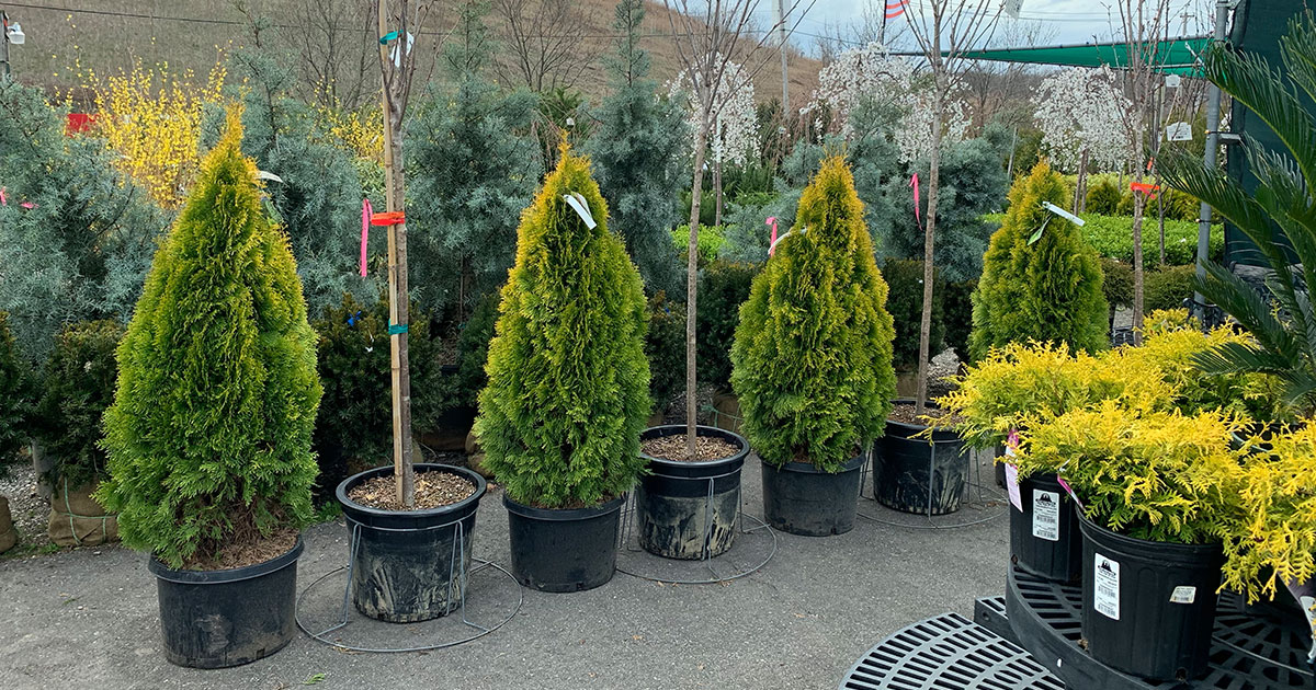 Long Island S Best Plant Tree Nursery, Long Island Landscape Design Reviews