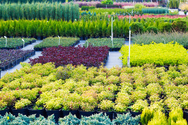 Wide selection of trees and plants at East End Trees Nurseries in Long Island
