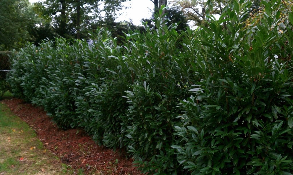 Skip Laurel hedge trees planted in a row for dense, evergreen privacy screening in Long Island