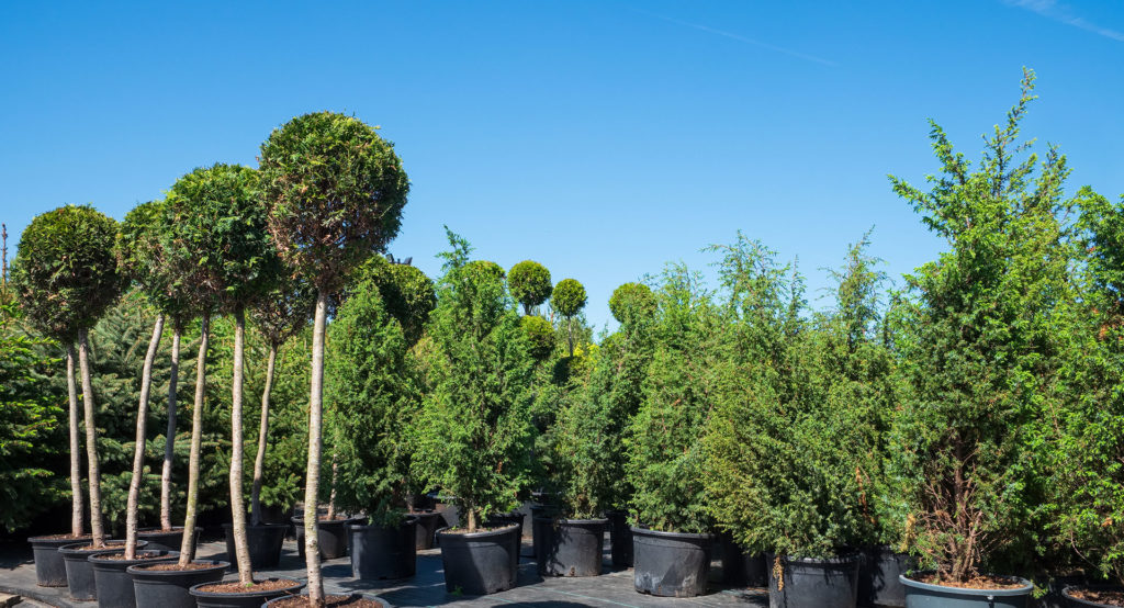 Privacy trees for sale in Long Island evergreen trees